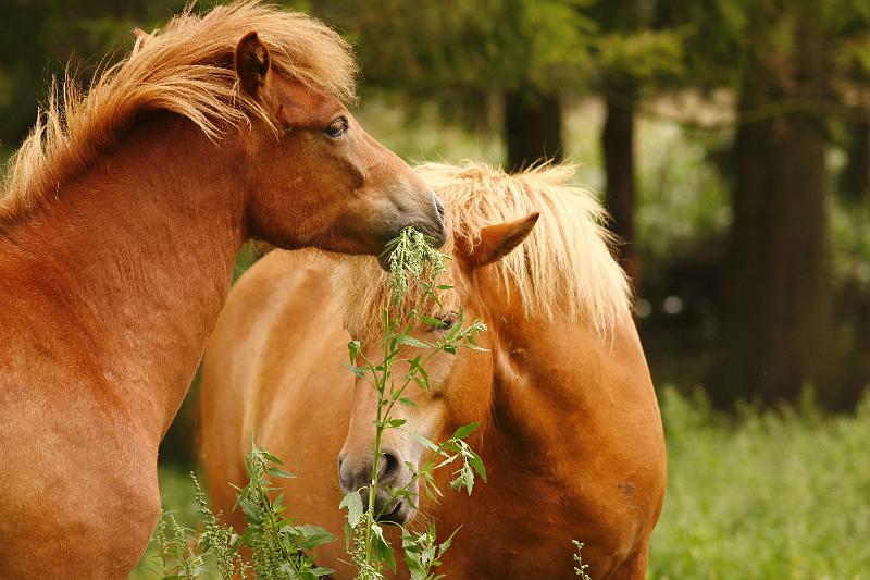 Jungstutenherde 4.jpg